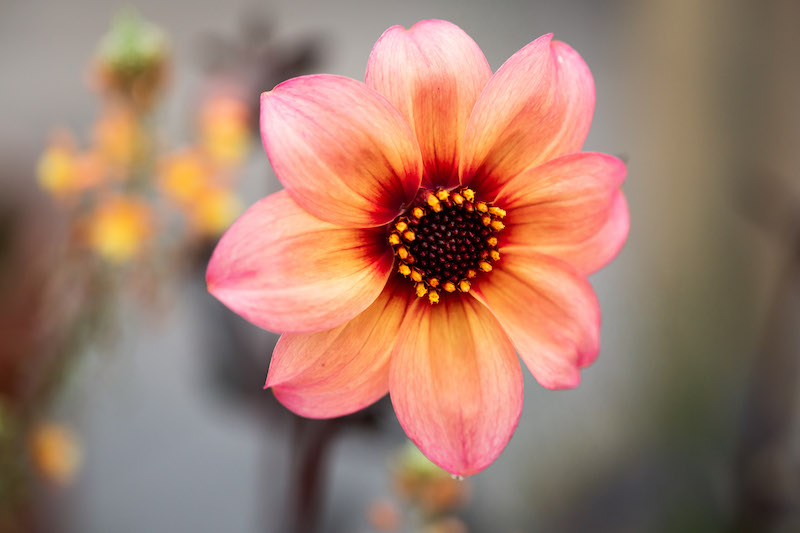 DAHLIA